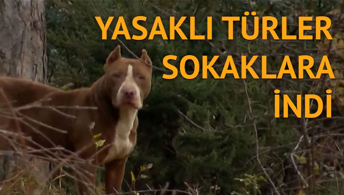 Ormanlara bırakılan kayıtsız köpekler yerleşim alanlarında