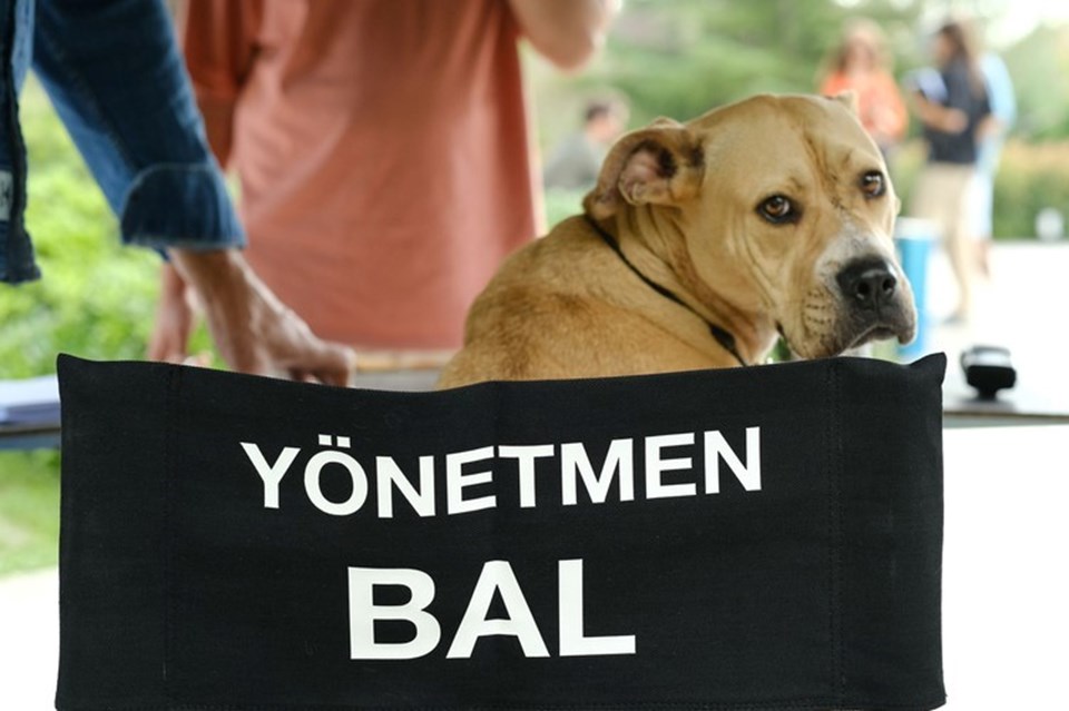 İnternet dizisi 'Dikkat Köpek Var' sinemaya uyarlanıyor - 2