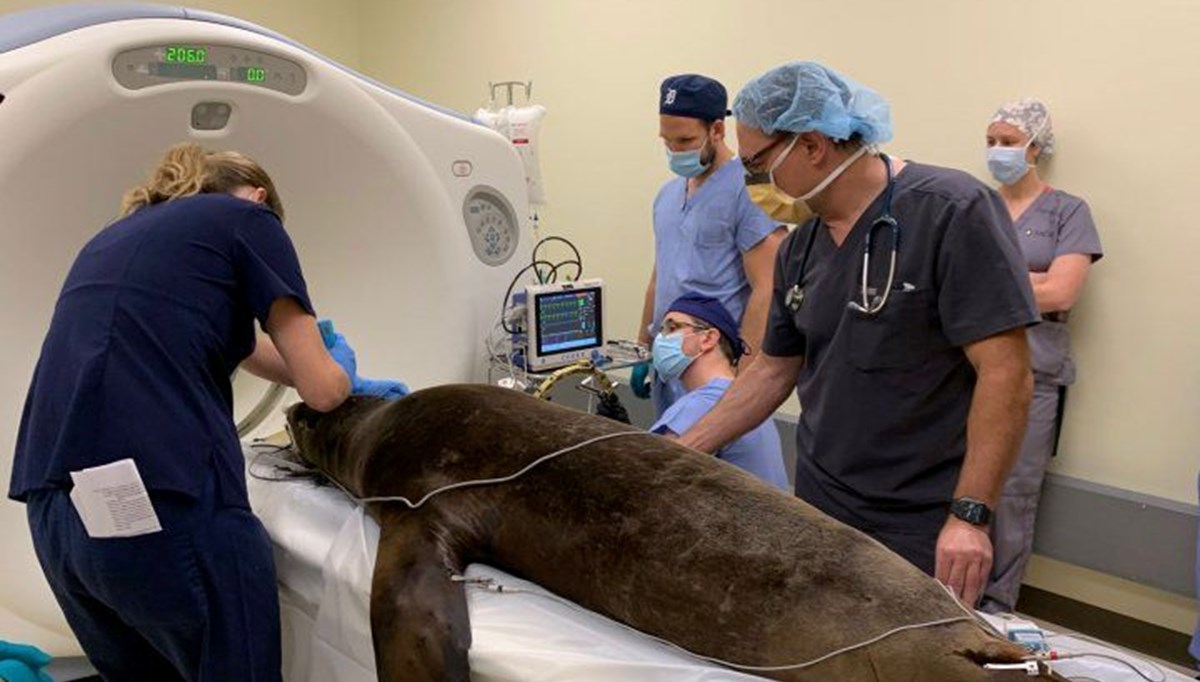 Domuzdan alınan beyin hücreleri ile deniz aslanın epilepsisi tedavi edildi: Sırada insanlar var
