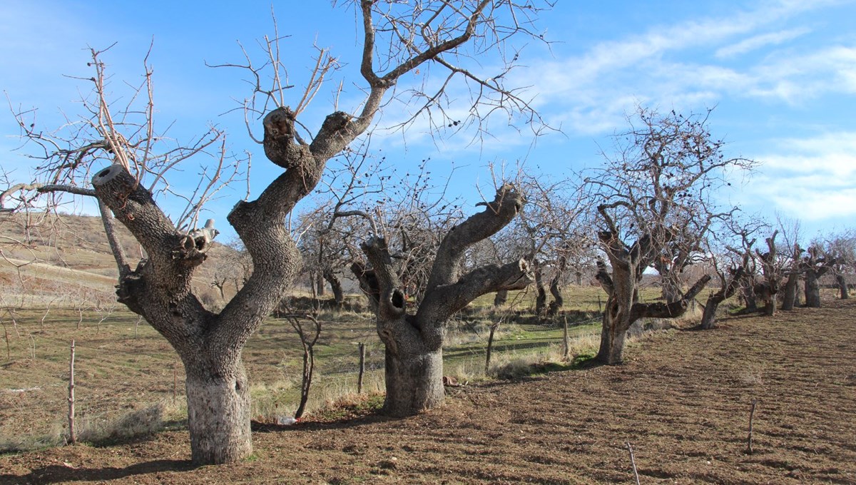 Siirt'te ürün veren asırlık menengiç ağaçları koruma altına alınacak (Fiyatı altınla yarışıyor)